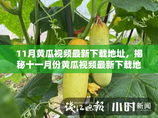 揭秘十一月份黄瓜视频最新下载地址,背景、影响与时代地位分析