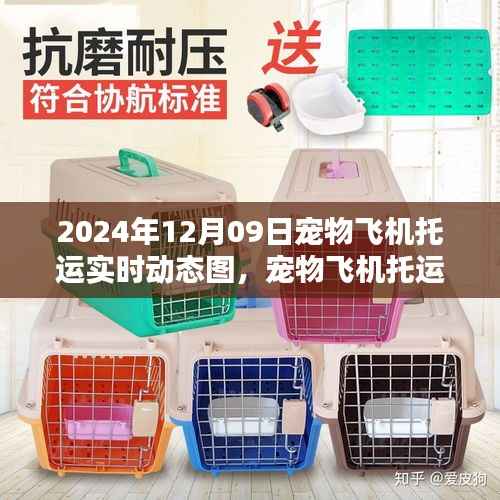 宠物飞机托运全程指南,实时动态图解(XXXX年)