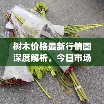 树木价格最新行情图深度解析,今日市场动态一网打尽!