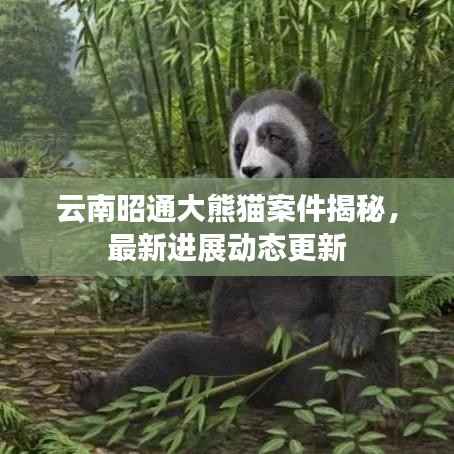 云南昭通大熊猫案件揭秘，最新进展动态更新