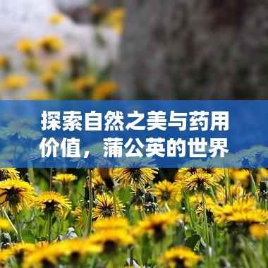 探索自然之美与药用价值,蒲公英的世界等你来发现