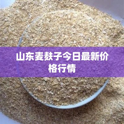 山东麦麸子今日最新价格行情
