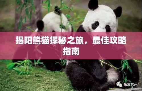 揭阳熊猫探秘之旅,最佳攻略指南