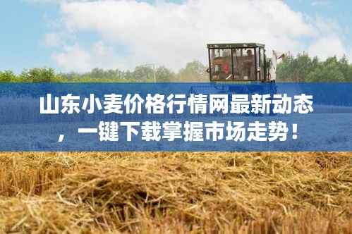 山东小麦价格行情网最新动态，一键下载掌握市场走势！
