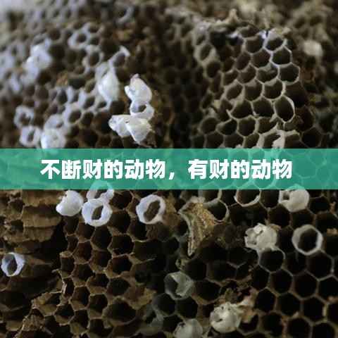 不断财的动物,有财的动物